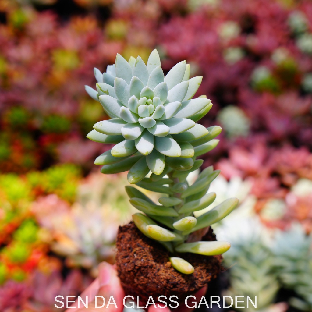 Sen đá chuỗi ngọc làm bầu nhỏ 7cm GLASS GARDEN, Dễ trồng, Khỏe đẹp, thuần khí hậu Đà Lạt,