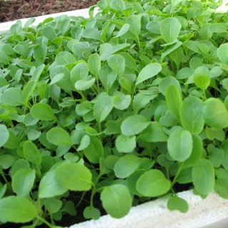 20gram HẠT GIỐNG CẢI XANH ĂN NON
