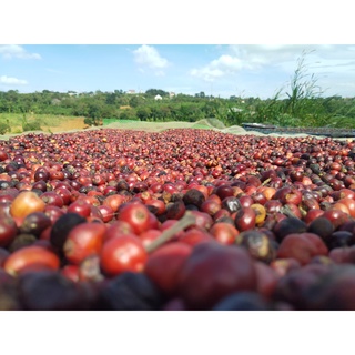 Combo cà phê nguyên chất VCU Coffee (Blend  + Drip Bag Aribica Coffee + Cà phê Ladies)