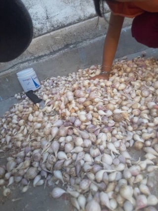 COMBO 10KG TỎI CÔ ĐƠN PHAN RANG