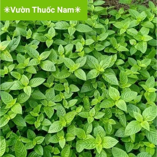 @ Cây sương sáo tươi hái tại vườn dùng nấu thạch đen sương sáo đảm bảo xanh sạch