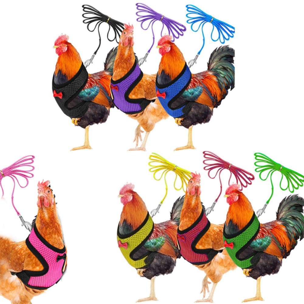 Dây Đai Dắt Gà Đi Dạo Tiện Lợi