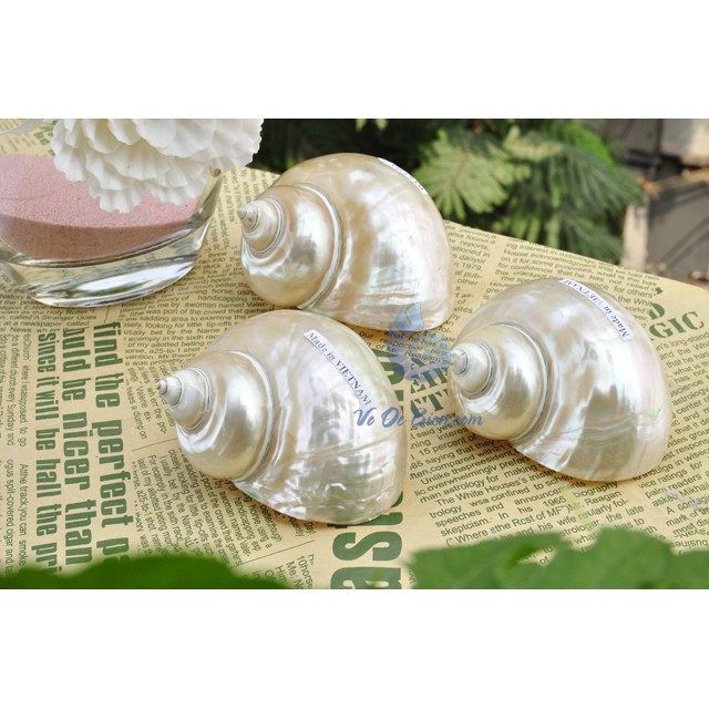 Ốc Khảm Xanh Mài SN20