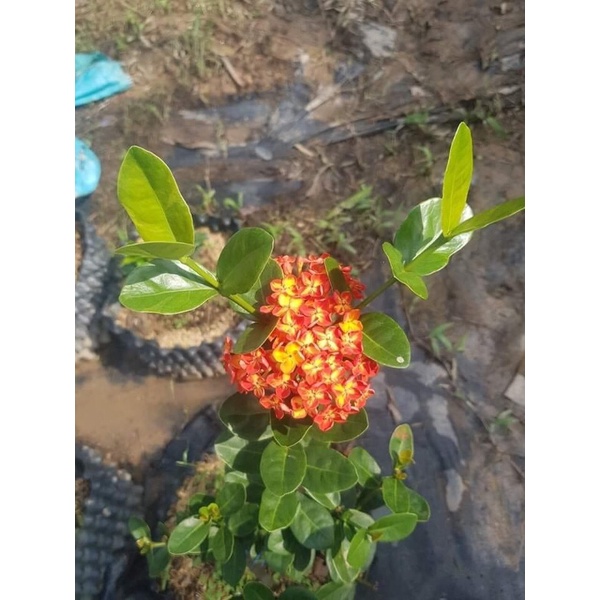 Mẫu đơn/bông trang phụng hoàng cam 30cm