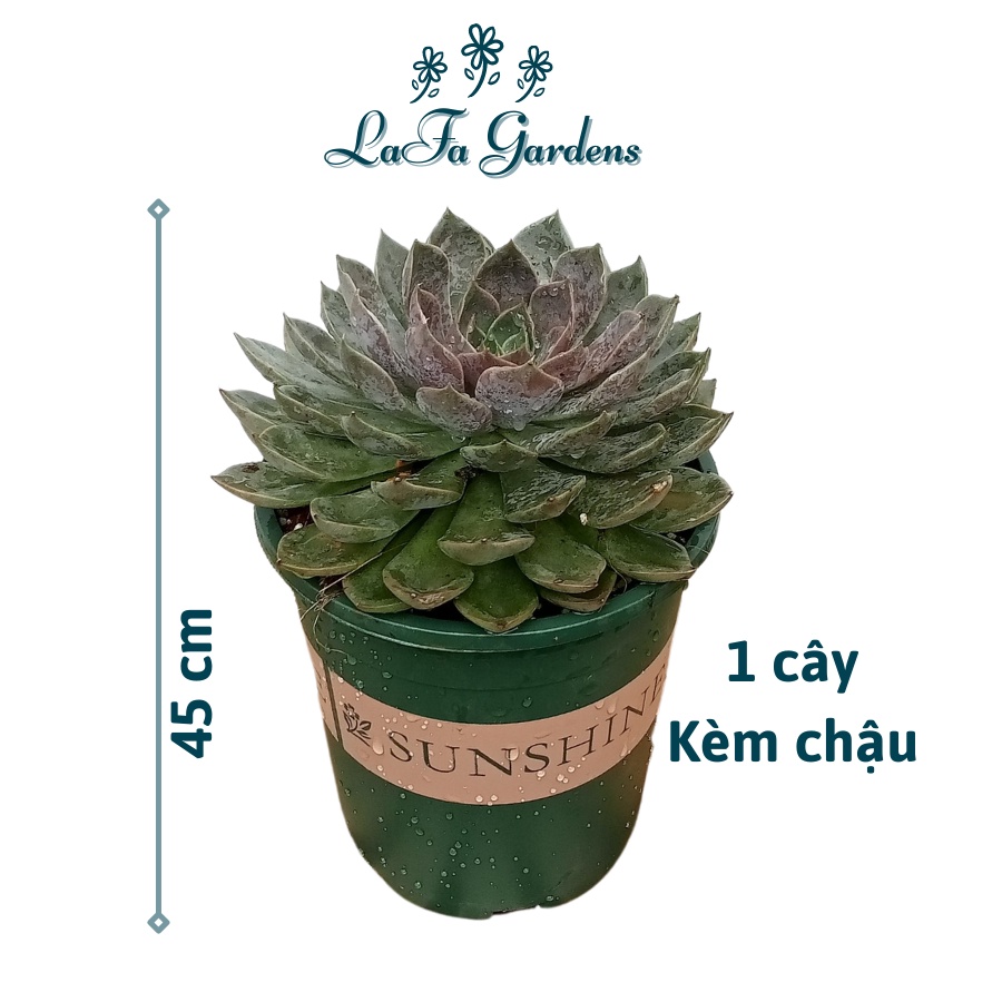 Chậu cây trồng trong nhà LAFA GARDEN, Cây xanh trang trí nội thất, bàn làm việc