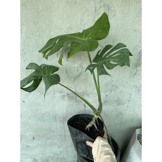 Chậu nhựa mềm trầu bà Nam Mỹ