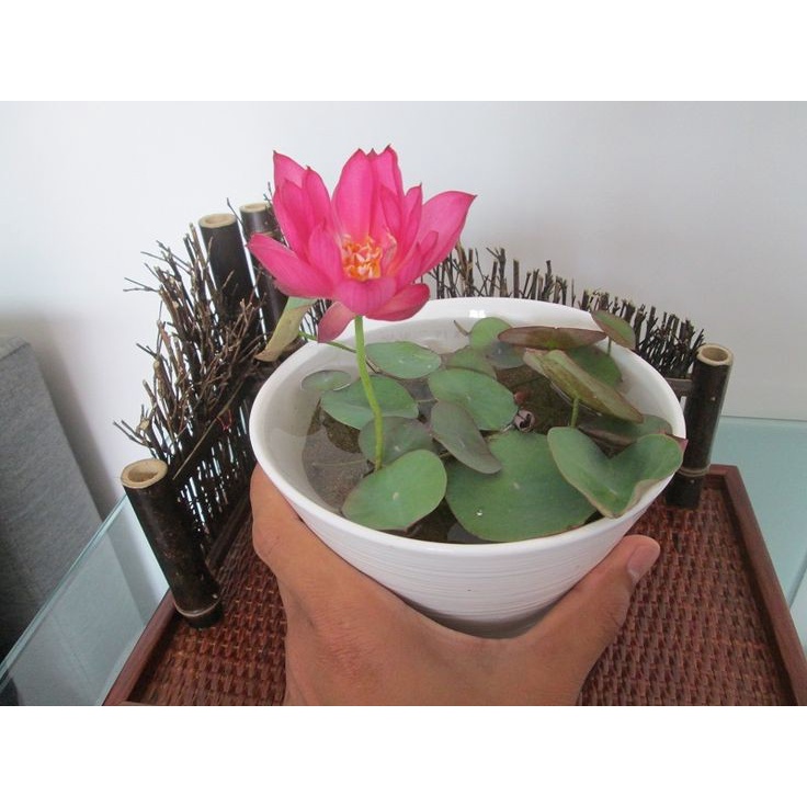 1 hạt sen mini mix màu ngẫu nhiên