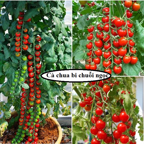 Hạt giống Cà chua bi chùm, cà chua cherry, cà chua chuỗi ngọc siêu quả tỷ lệ nảy mầm cao Dễ trồng