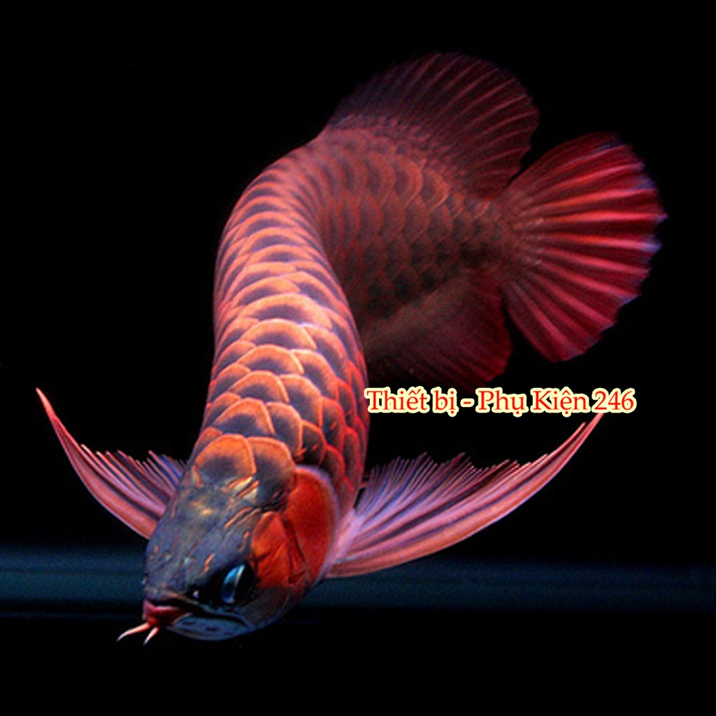 Chai số 0 : Special Arowana O' Anchor Worm & Fish Lice(như trùng mỏ neo, rận…) thuốc chữa bệnh cho cá rồng