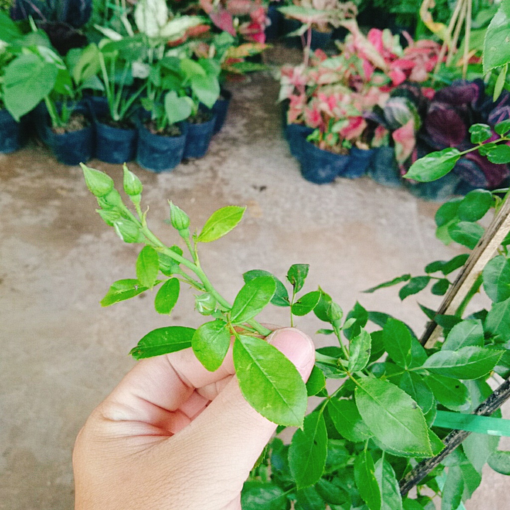Hồng ngoại red eden  - cây cảnh sân vườn - caykiengsadec
