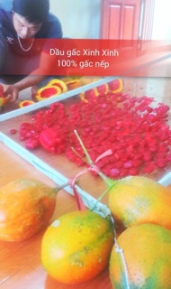 Dầu gấc lăn môi - dưỡng mềm môi