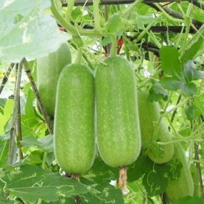 Hạt giống bí đao chanh F1 dễ trồng, siêu trái gói 20 hạt