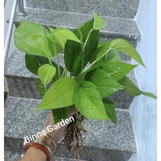 ☘️☘️☘️ trầu bà con đã có rễ to khỏe