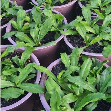 Rau chậu Ngò gai TACY'S GARDEN 100% rau sạch nhà vườn trồng