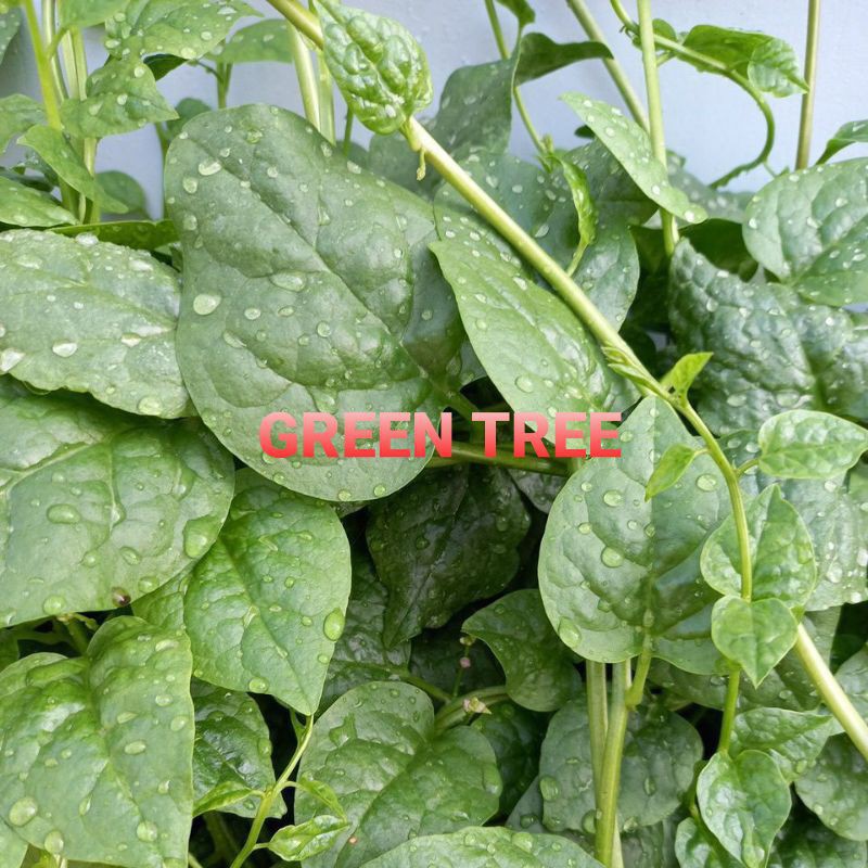 Hạt giống mồng tơi, khổ qua tây xanh