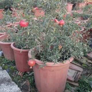 Cây lựu đỏ lùn tứ mùa đang quả