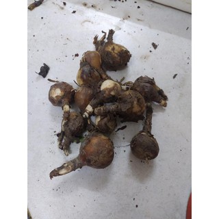 set 5 củ giống hoa bỉ ngạn đỏ