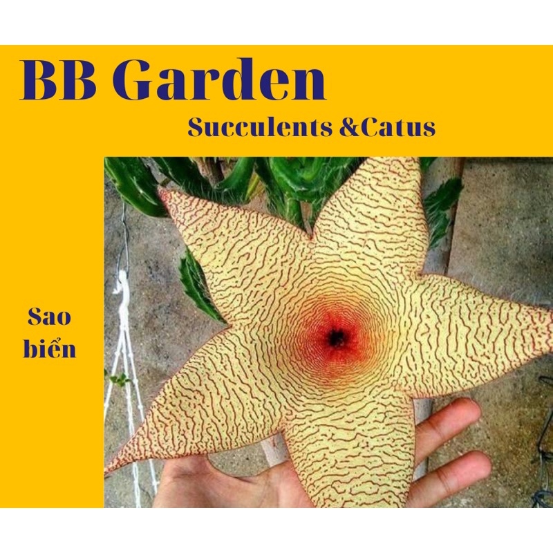 SAO BIỂN GIỐNG HOA TO Stapelia Gigantea