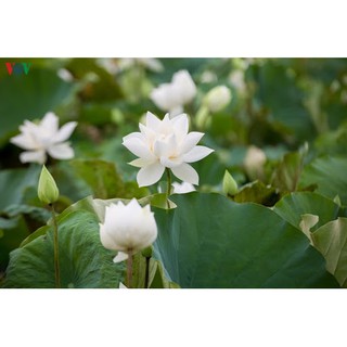 Hạt giống sen trắng thuần chuẩn dễ trồng