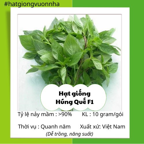 Hạt Giống Húng Quế - Gói 10 gram (Năng suất cao, dễ trồng)