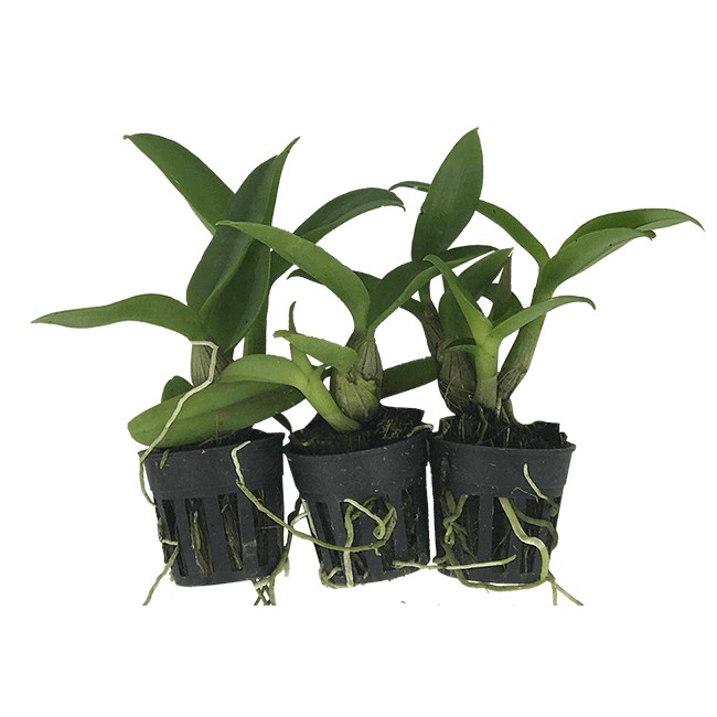 Cây gióng lan dendro lùn cao 5-10cm