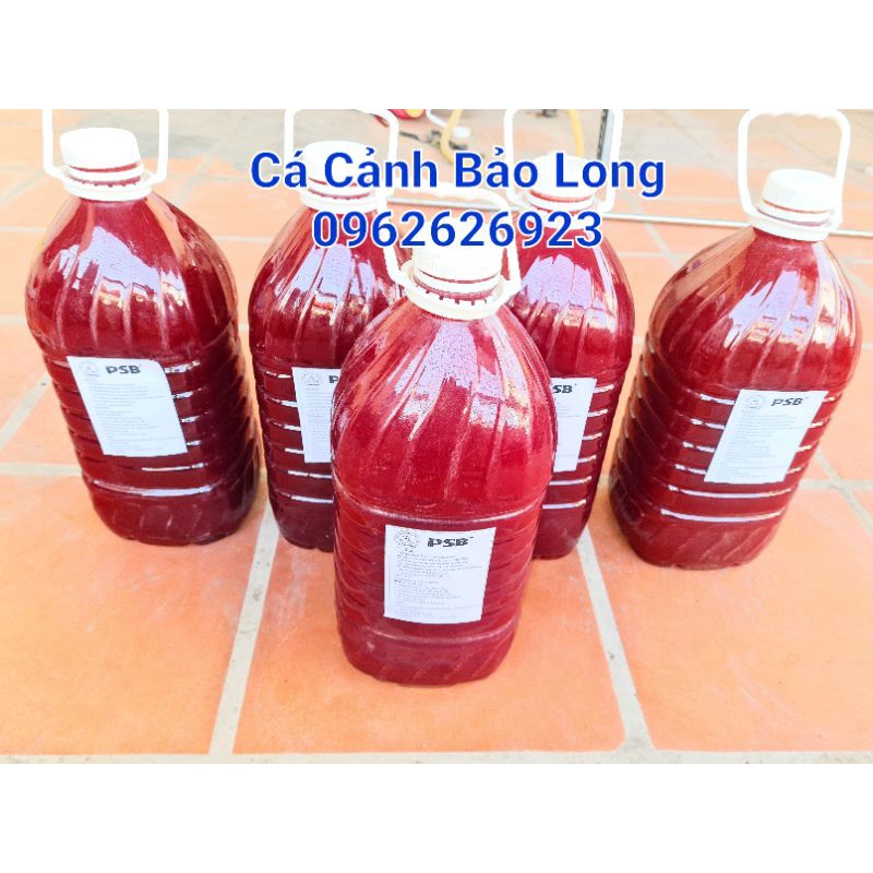 Vi sinh, men vi sinh bể cá, bể koi, hồ kính giúp là trong nước can 5l
