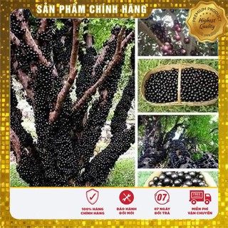 4 hạt giống nho thân gỗ vietseed