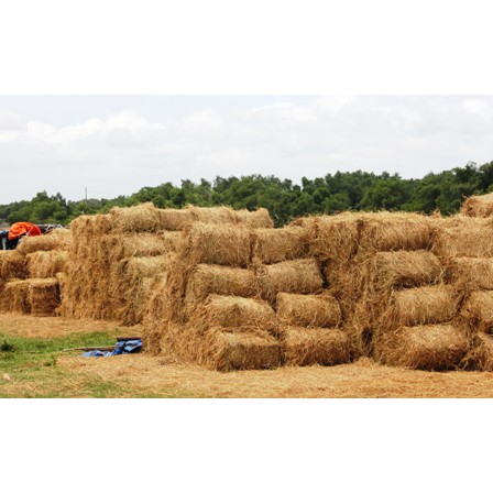 Cuộn rơm rạ khô dành cho nuôi trâu bò trồng nấm đa dạng kích thước số lượng lớn giá rẻ tại xưởng