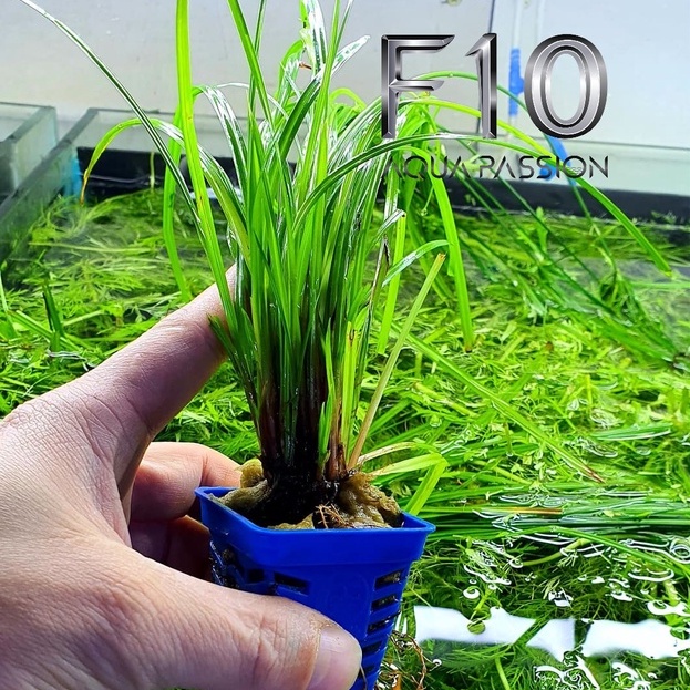 Cỏ Narong - Cây thủy sinh hậu cảnh đẹp