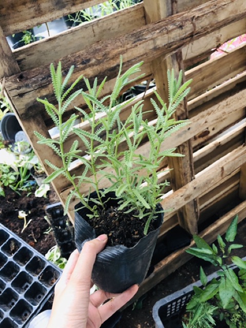 Cây Lavender- cây oải hương