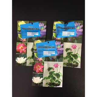 Hạt giống sen mini Nhật mix - 5 hạt