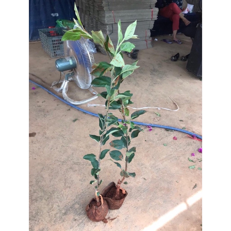 Giống cây táo Mỹ