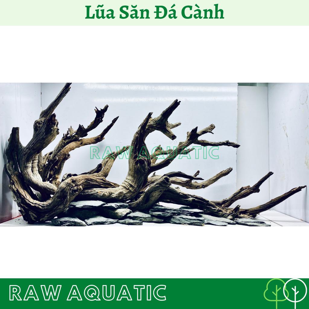 Lũa Săn Đá Cành Trang Trí, Setup Bể Cá Cảnh, Bể Thủy Sinh