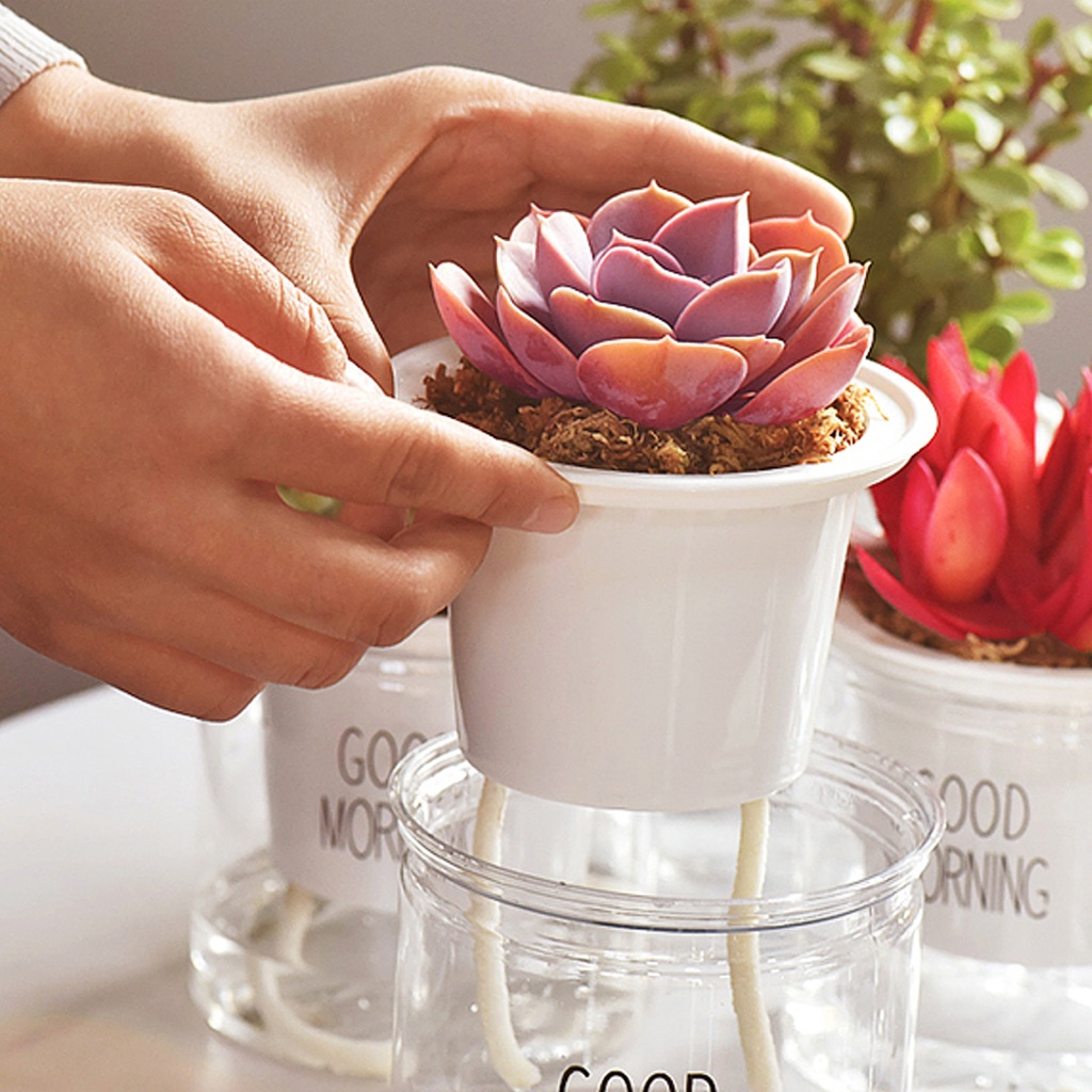1 Dây Bấc Cotton Thấm Hút Nước Màu Trắng Trồng Cây Cho Sân Vườn