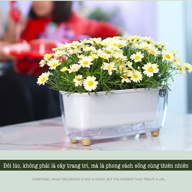Chậu cây để bàn Oliz Gerta 211. Chậu trồng cây thông minh tự tưới
