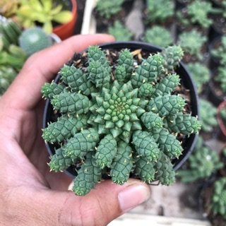 Xương rồng bạch tuộc mủ đục