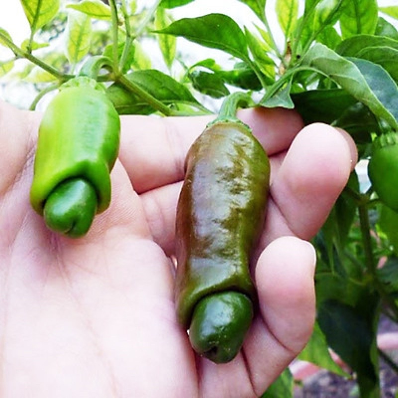 Hạt giống ớt cu tý siêu quả F1