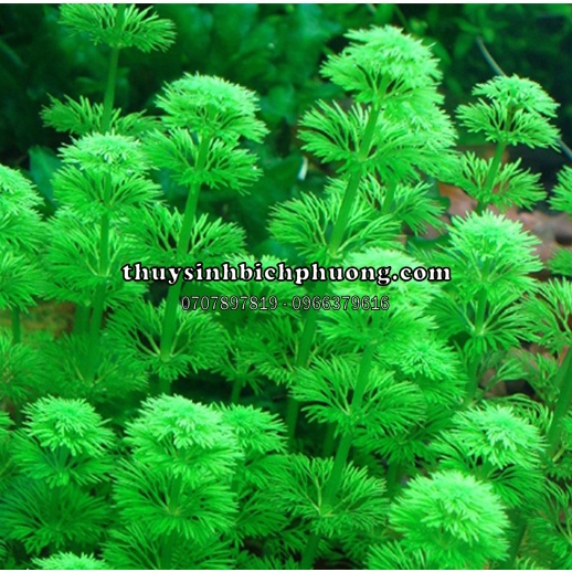 TIỂU BẢO THÁP - CÂY THUỶ SINH TRỒNG HẬU CẢNH SIÊU DỄ PHÁT TRIỂN