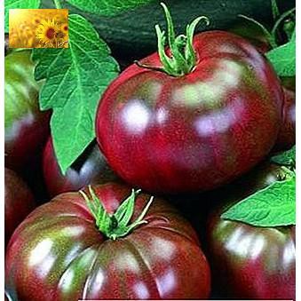 Hạt Giống Cà Chua Socola Qủa To  - Giàu Dinh Dưỡng,Năng Suất Cao - MUA 3 TẶNG 1 CÙNG LOẠI