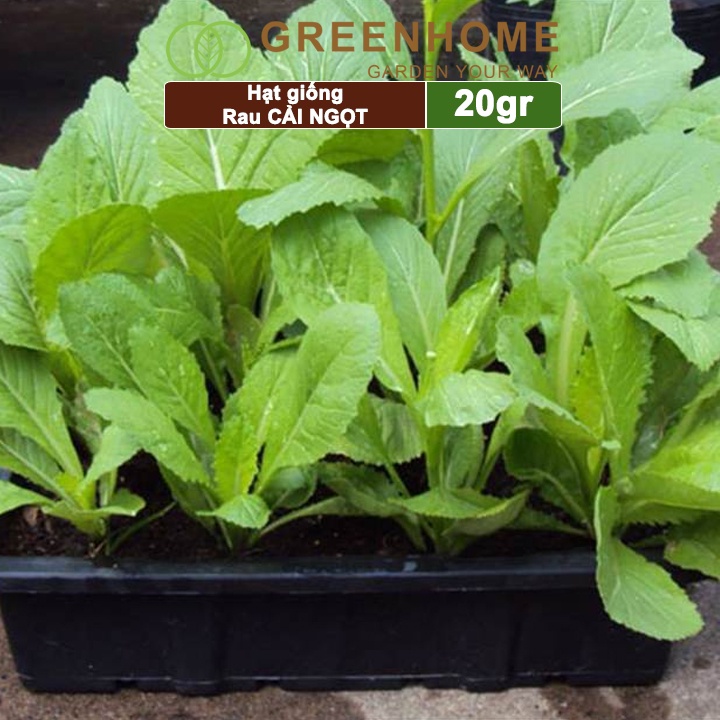 Hạt giống rau cải ngọt Greenhome, gói 20g, dễ trồng, thu hoạch nhanh R03