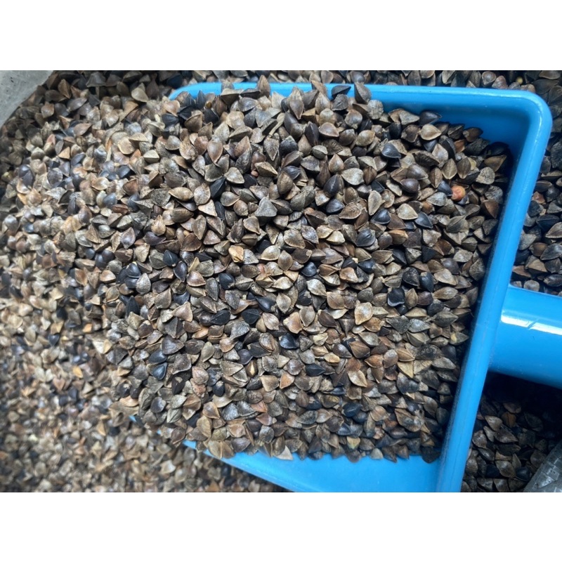 Hạt ba khía (hạt kiều mạch) hạt trộn dành cho thú cưng - Pet Food Store.