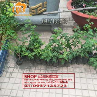 Combo 5 cây hoa hồng tầm xuân cây giống