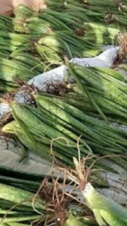 Cây nha đam giống 5k/c