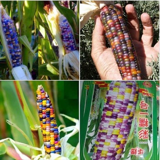 Hạt giống ngô ngũ sắc - 1 gói 30 hạt