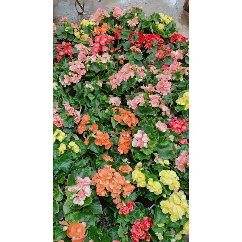 Hoa Thu Hải Đường