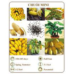 Hạt giống chuối mini - THE XANH