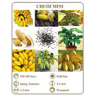 Hạt giống chuối mini - the xanh