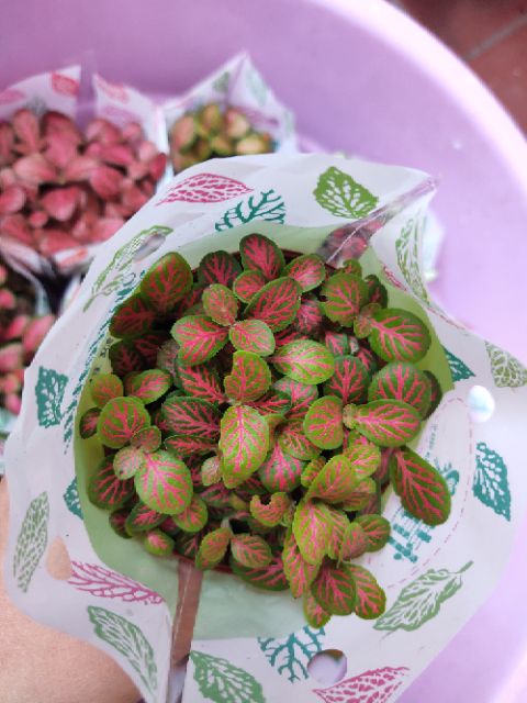 Combo 10 chậu cẩm nhung đẹp