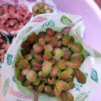 Combo 10 chậu cẩm nhung đẹp