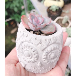 CHẬU XI MĂNG HÌNH CÚ